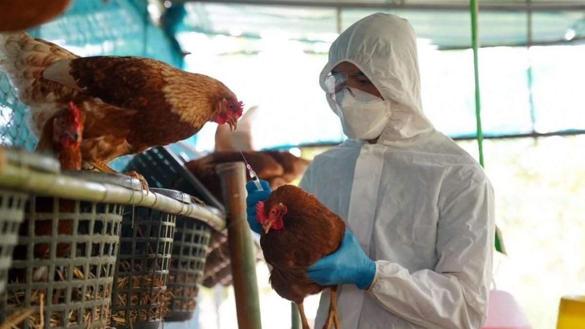 Aumento de casos de gripe aviar. Fuente: (Neuquén Informa)