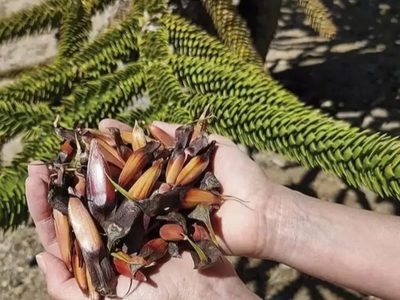 Prohíben recolectar piñones en el Parque Nacional Lanín: habrá multas y decomisos