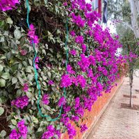 La hermosa planta trepadora que es perfecta como cubremuros para darle un toque único a tu casa