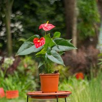 Anturio rojo: los trucos para hacer que esta exótica planta de interior se llene de flores