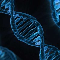 Muestras minúsculas de ADN revelan la dieta “rica en humanos” en leones del siglo XIX