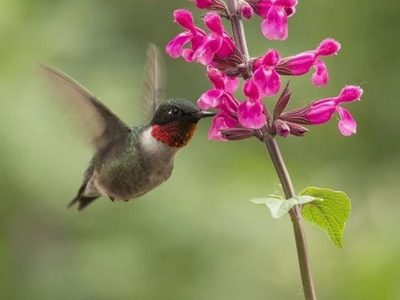 Que tu jardín se llene de flores y colibríes: estas son las 9 especies de Salvia que seguro no conocías
