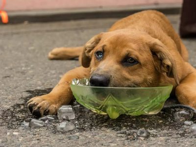 Golpes de calor en perros y gatos: una amenaza silenciosa que puede ser mortal