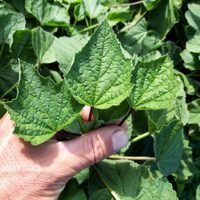 La planta que tiene los mismos beneficios que un jarabe: fácil de cuidar y bella para decorar