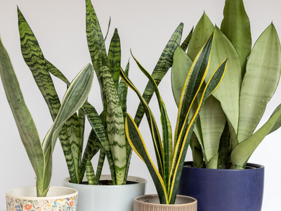 Descubrí cómo reproducir la Sansevieria en agua y, con una hoja, obtener muchas plantas
