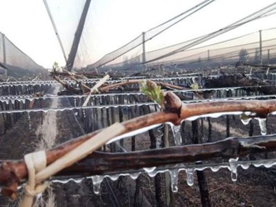 Declararon emergencia agropecuaria en 13 departamentos de Mendoza