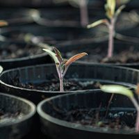 El abono perfecto y gratis para tus plantas en invierno: lo tenías en casa sin saberlo