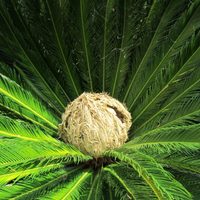 No gastes en el vivero, mirá cómo podés hacer estas macetas gratis, ideal para plantas colgantes