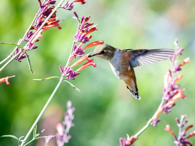 Casi no necesitan cuidados: las hermosas plantas que llenan tu casa de visitas inesperadas