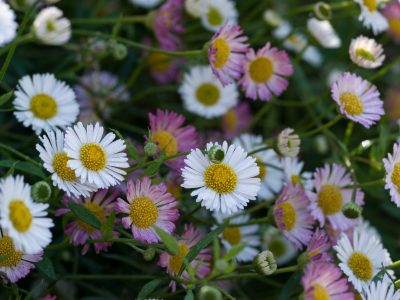Erigeron, la planta ideal para los bordes de canteros o macetas colgantes por sus insólitas características
