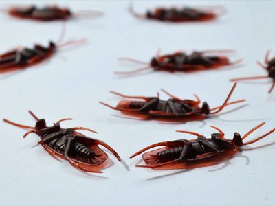 Eliminá las cucarachas de la cocina de forma natural y efectiva: utilizá solo 2 productos