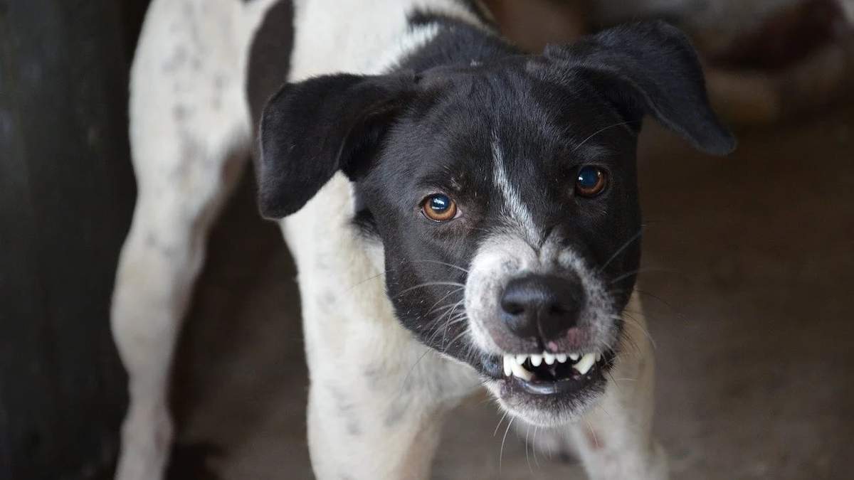 La normativa busca controlar a los perros callejeros. Fuente (Tu Centro Canino)