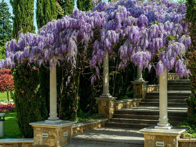 La enredadera que da el perfume más delicioso en primavera y que es ideal para decorar tu pérgola