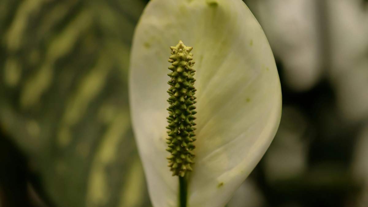 El espatifilo es una planta que ama la humedad.