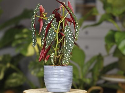 La planta sin flores, pero con los colores más bonitos para decorar el interior de casa: es fácil de cuidar