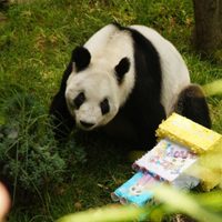 La panda gigante Xin Xin está “en la etapa final de su vida”: Sedema