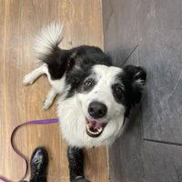 Pasajera acusa a Aeroméxico por perder a su perrito “Kobe” en un vuelo