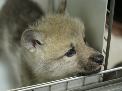 Anunciaron el nacimiento del primer lobo ártico clonado: es una especie amenazada