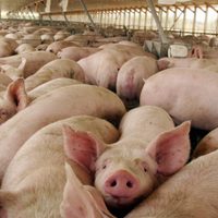 Bariloche: tres cerdos silvestres dieron positivos en triquinosis