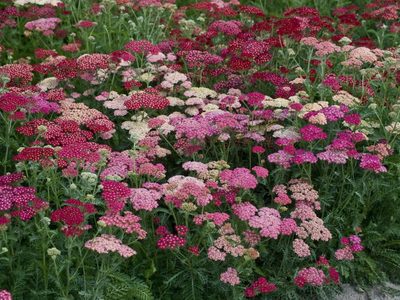 La planta perfecta para canteros: flores hermosas, pocos cuidados y con grandes beneficios