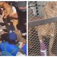 Rescatan al perro pitbull que intentó proteger a su dueña de ser linchada en Taxco