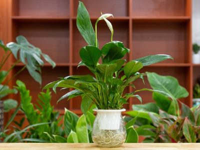 La planta fácil de conseguir que tenés que poner en tu habitación si querés dormir sin problemas