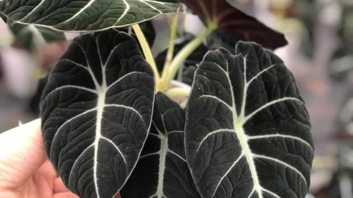 Planta. Fuente: (Instagram).