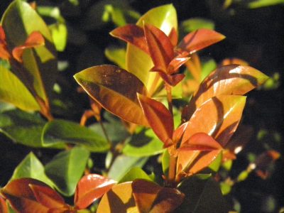 Perfecta para cercos: la planta que crece en lugares difíciles en el exterior y sobrevive con pocos cuidados