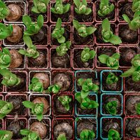 Huerta para principiantes: cinco hortalizas para cultivar en maceta