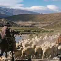 La Legislatura aprobó el proyecto que establece el Día Provincial de la Trashumancia