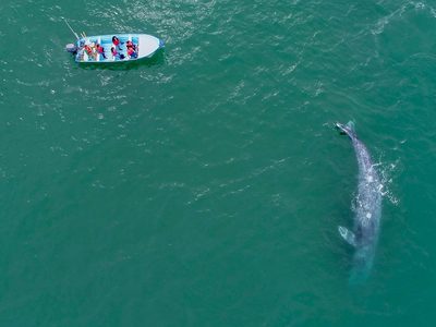 En Loreto, ‘Puerto de altura pone en riesgo a la ballena azul y economía local’