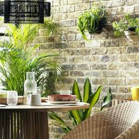 Plantas de interior exóticas, que no pasarán desapercibidas cuando alguien visite tu casa