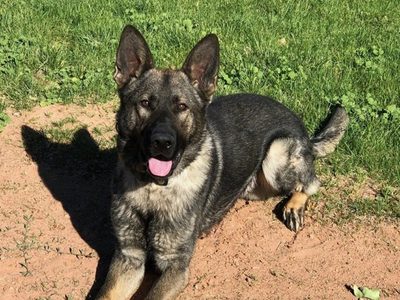 Perro policía está bajo investigación... por dar mordidas