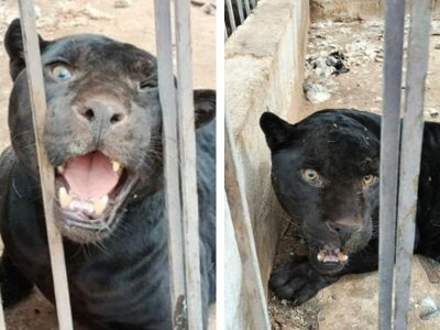 Aseguran al jaguar que arrancó un brazo a una menor en Chihuahua