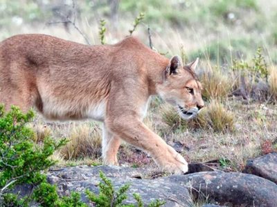 Se investiga matanza indiscriminada de pumas en el norte neuquino