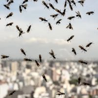 Preocupante invasión de hormigas voladoras en AMBA: por qué aparecieron
