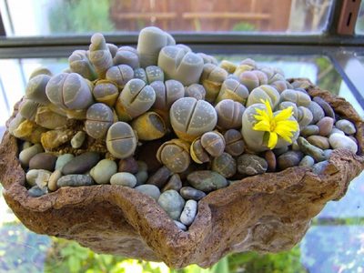 Descubrí cuáles son las plantas suculentas más extrañas y resistentes que existen