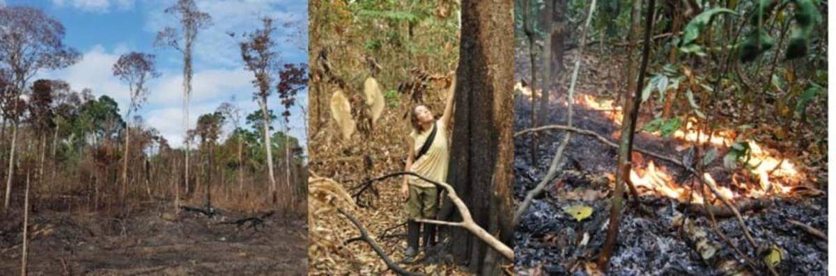 La doctora Erika Berenguer, en un bosque amazónico quemado durante El Niño de 2015