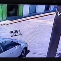 Primo de alcalde poblano es exhibido cuando atropella a propósito a un perro (Video)