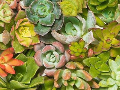 Si amás las suculentas y buscás una muy colorida, te encantará esta planta colgante para tu casa