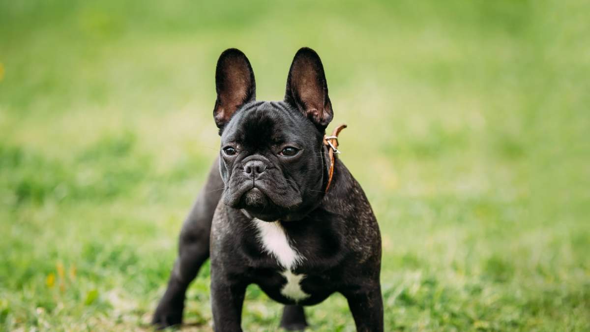 Curiosidades sobre el Bulldog Francés. Fuente: (X)