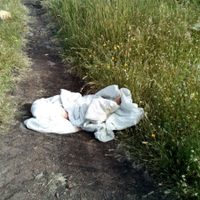 Violento preámbulo al Festival Cervantino: 11 ejecutados en tres municipios de Guanajuato