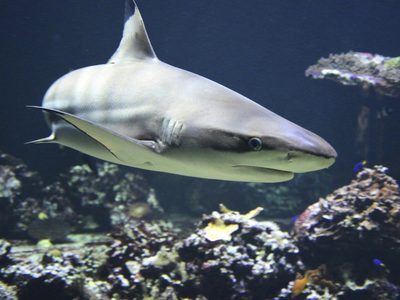 Por qué los tiburones podrían ser las víctimas más impensadas del coronavirus