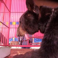 Dan dos años de prisión por maltrato animal a responsable del show 'Harley Circus”