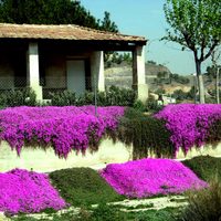 Las 6 plantas cubresuelo que crecen muy rápido y tienen hermosas flores y colores