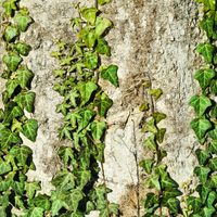 La planta que pocos saben que es ideal para tener en la pieza y que tiene poderes curativos