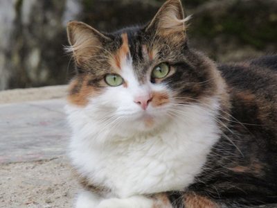 Día Mundial del Gato: Guía completa sobre el SIDA felino (VIF)