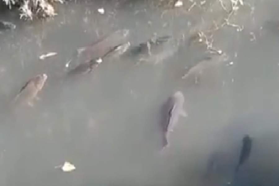 Carpas en el canal Bejarano Fuente: (Twitter)