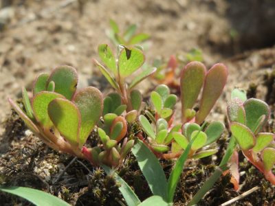 Si tenés esta planta en el jardín, no la arranques, mirá todos los beneficios que tiene y seguro no conocías