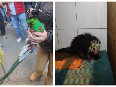 Rescatan a dos animales exóticos en menos de una semana en la CDMX